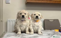 Golden Retriever dogs for sale: Fully health tested clear golden retriever puppies - Image 3