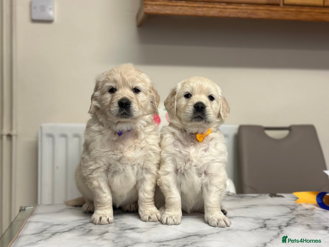 Golden Retriever dogs for sale: Fully health tested clear golden retriever puppies - Image 3