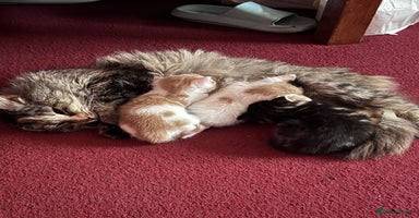 Mixed Breed cats - Advert 1