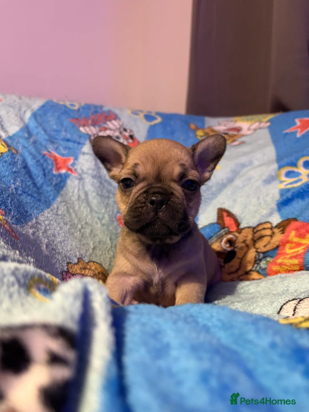 French Bulldog dogs for sale: French Bulldog Puppies - Advert 35
