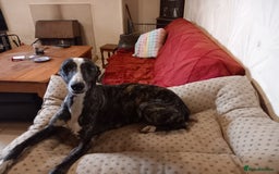 Whippet dogs for sale: Top Class Whippet Puppies bred from Champions - Image 29
