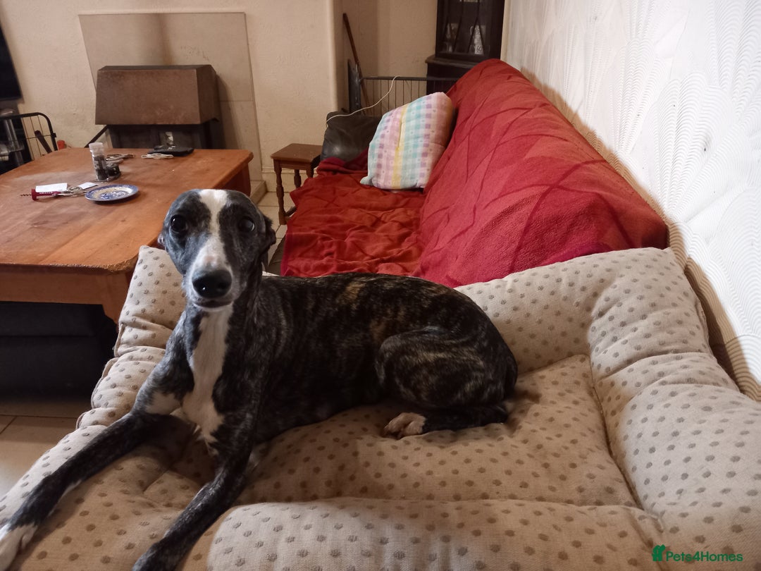 Whippet dogs for sale: Top Class Whippet Puppies bred from Champions - Image 29