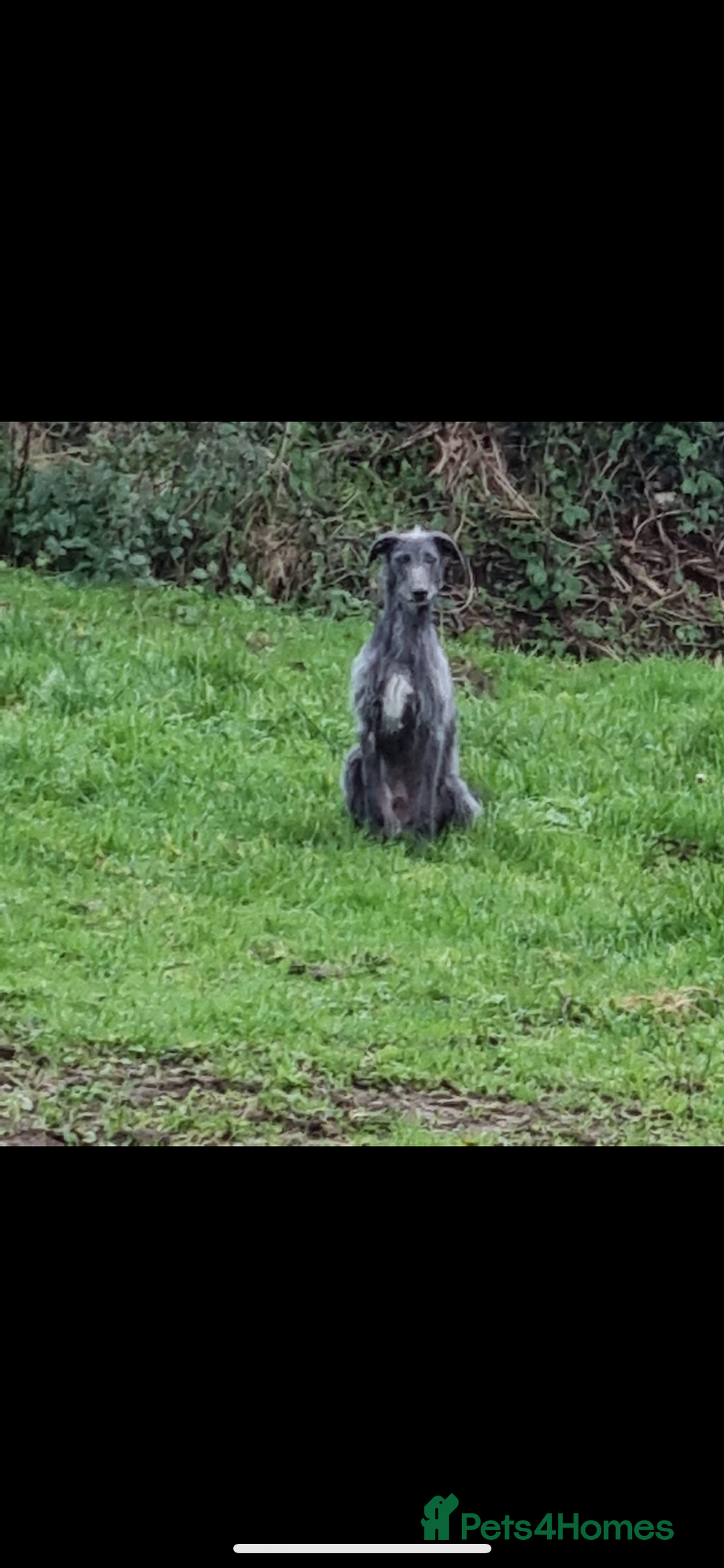 Lurcher dogs for stud: Whippet grey x beddy whippet grey - Image 4