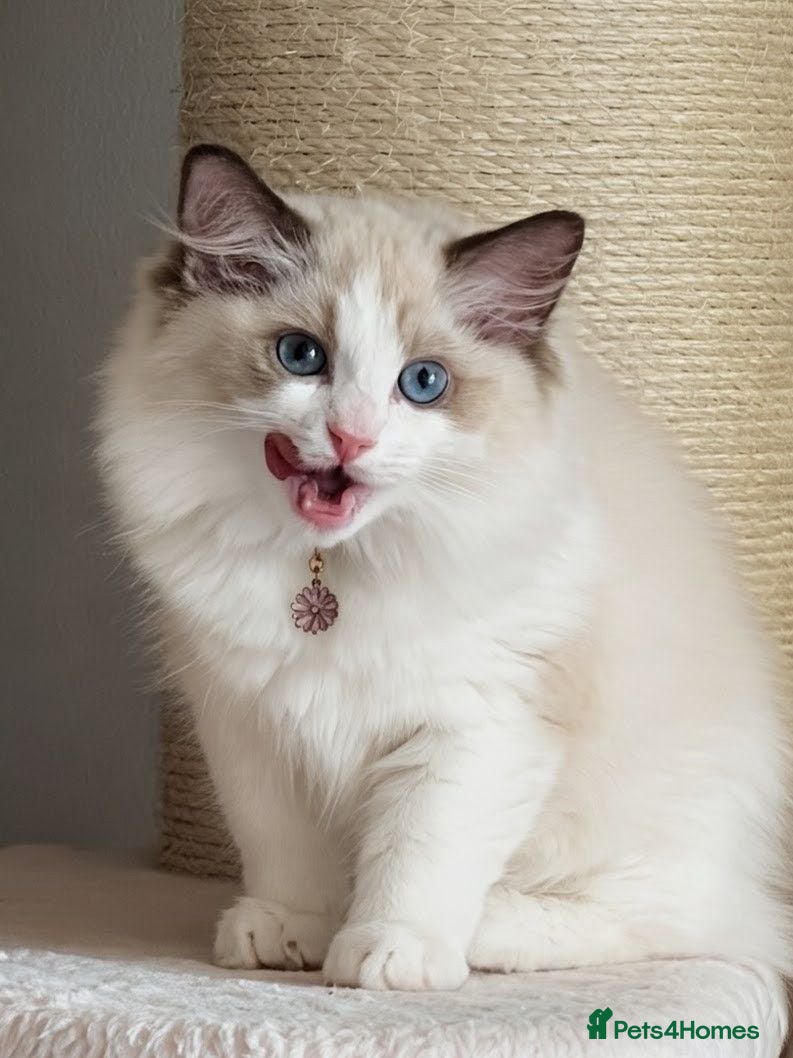 Ragdoll cats Tica Ragdoll kittens imperial grand champion lines - Advert 2