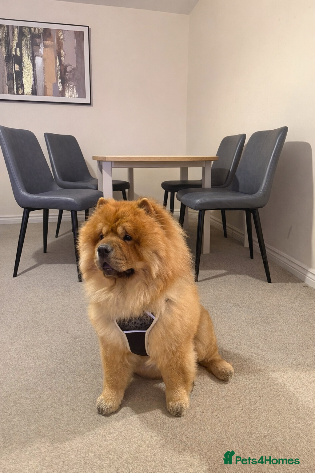 Chow Chow dogs Leo for stud - Advert 2
