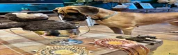 Great Dane dogs for sale: Exceptional quality Great Dane puppies in Crewe - Advert 10
