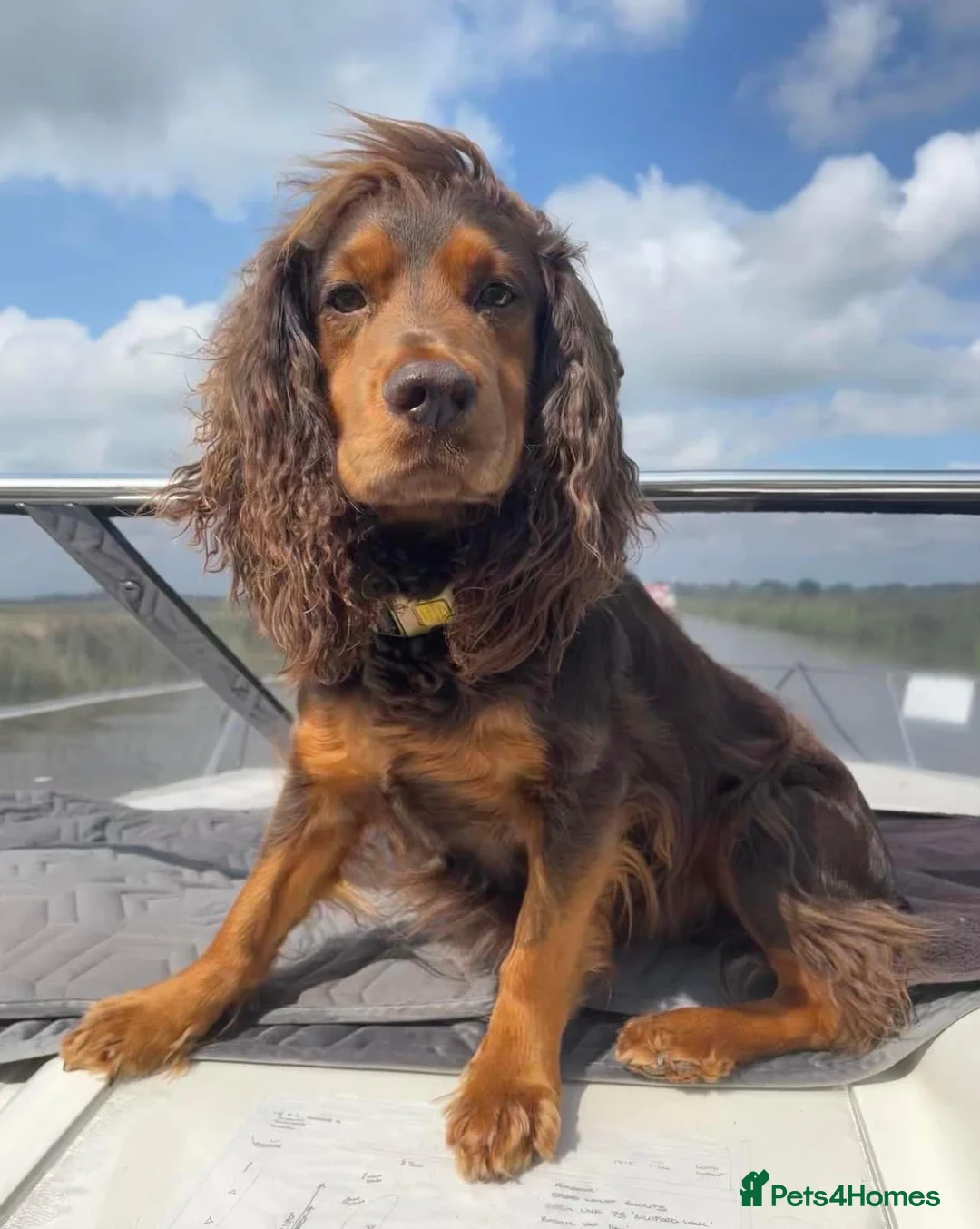 Cocker Spaniel dogs for stud: Choc & tan health tested working cocker in Doncaster - Advert 4