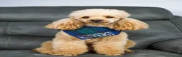 Poochon dogs for stud: KC RED TOY POODLE STUD - Advert 15