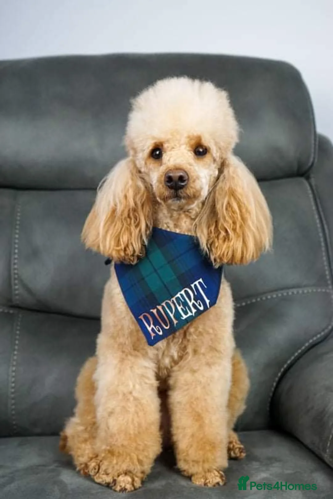 Poochon dogs for stud: KC RED TOY POODLE STUD - Advert 15