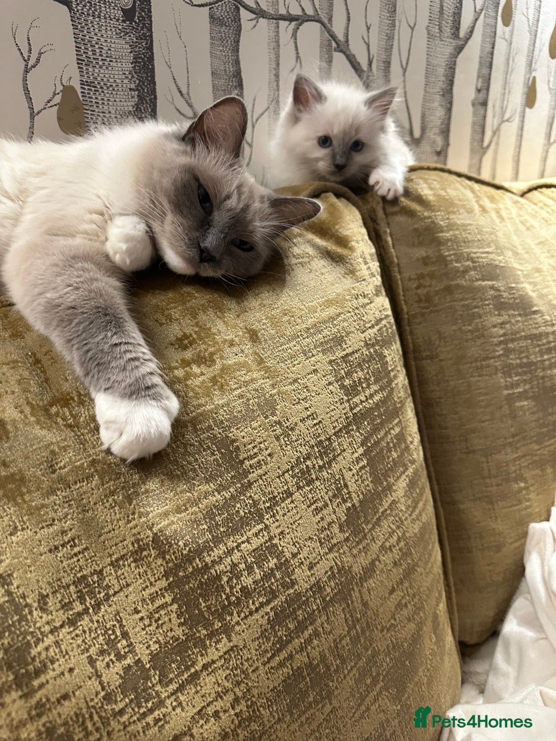 Ragdoll cats for sale: GCCF & TBRCC registered lilac Ragdoll kittens - Image 17