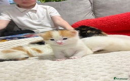 Mixed Breed cats for sale: long haired calico kittens  - Image 4