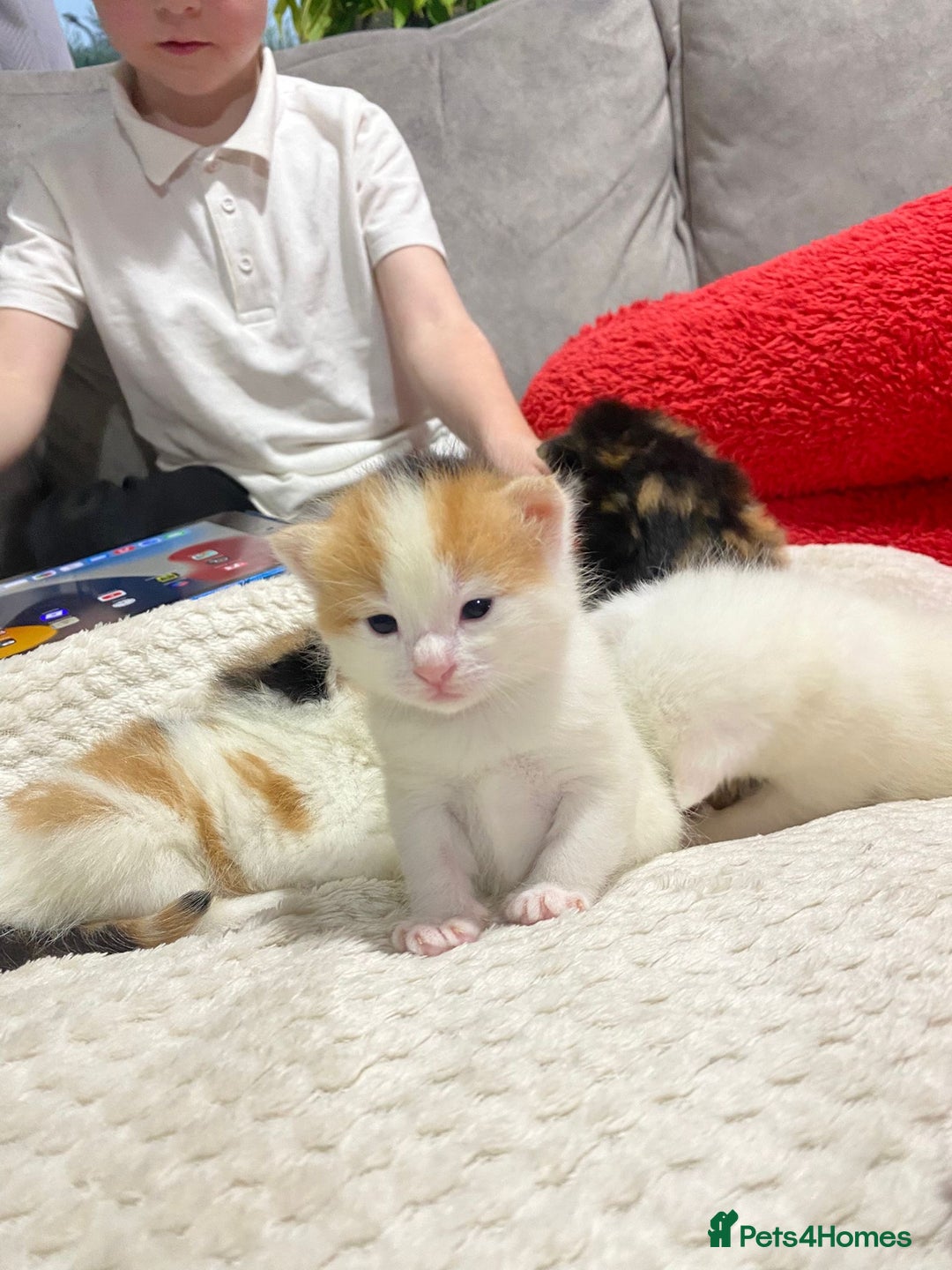 Mixed Breed cats for sale: long haired calico kittens  - Image 4