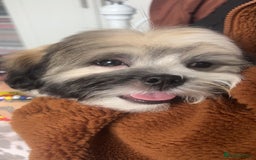 Lhasa Apso dogs for sale: Beautiful Lhasa Apso boy - Image 3