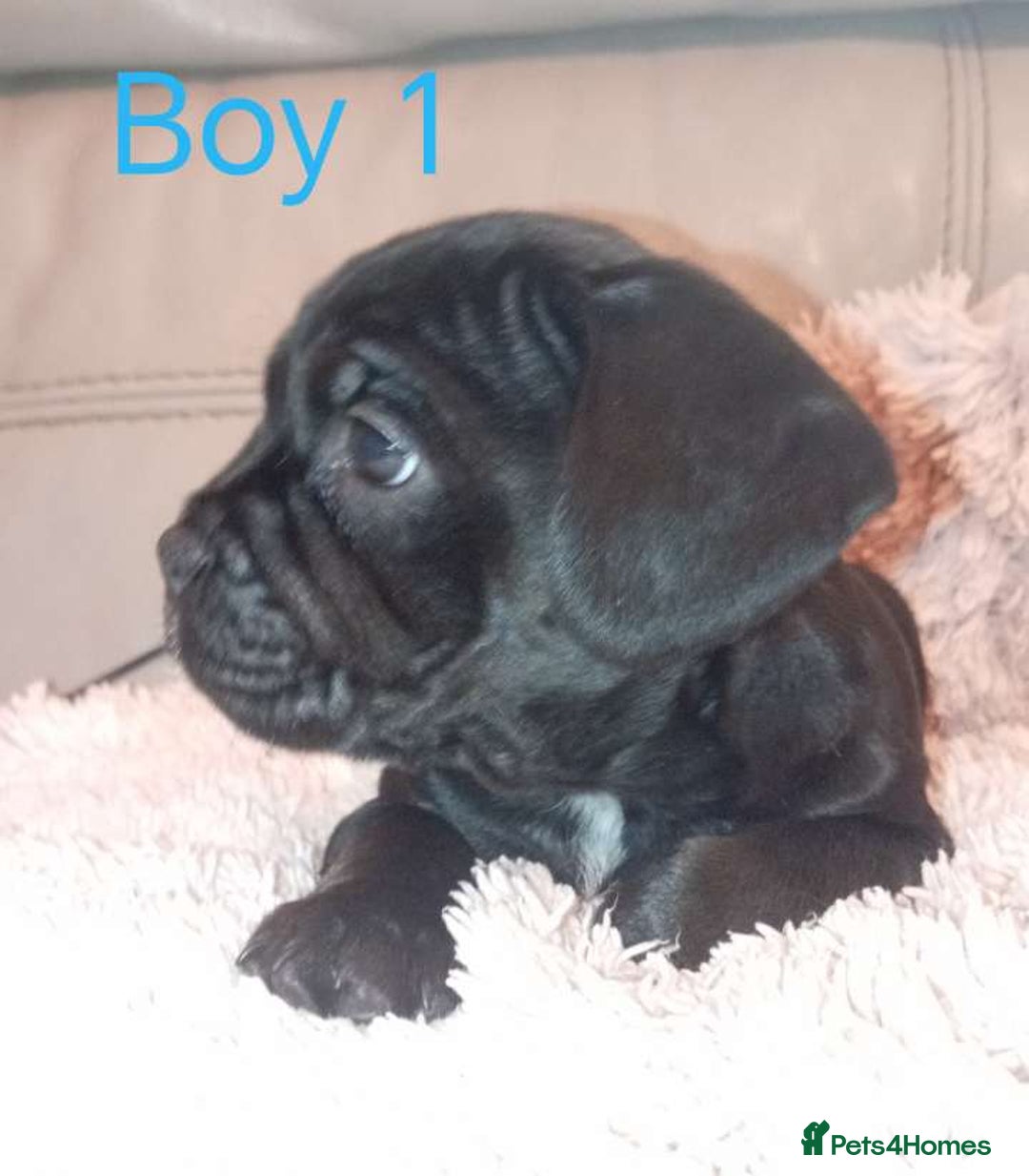 Mixed Breed dogs for sale: FROCKERS. (French bulldog cross cocker spaniel) - Image 10
