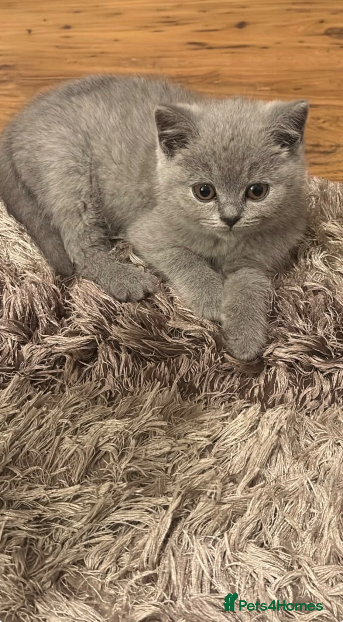 British Shorthair cats Beautiful Blue BSH Kittens. GCCF - Advert 2