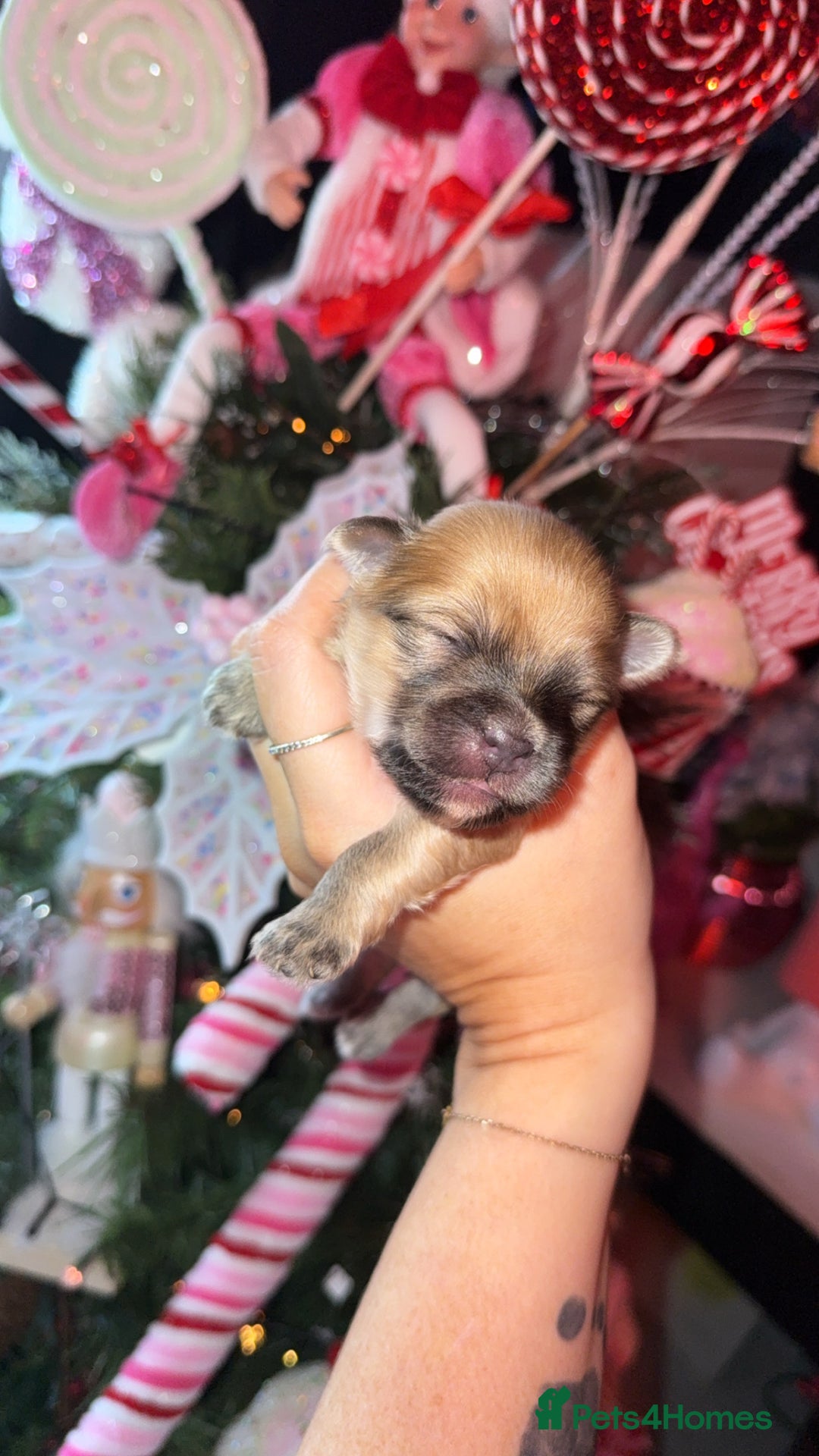 Mixed Breed dogs for sale: Beautiful pups for sale!  - Advert 7