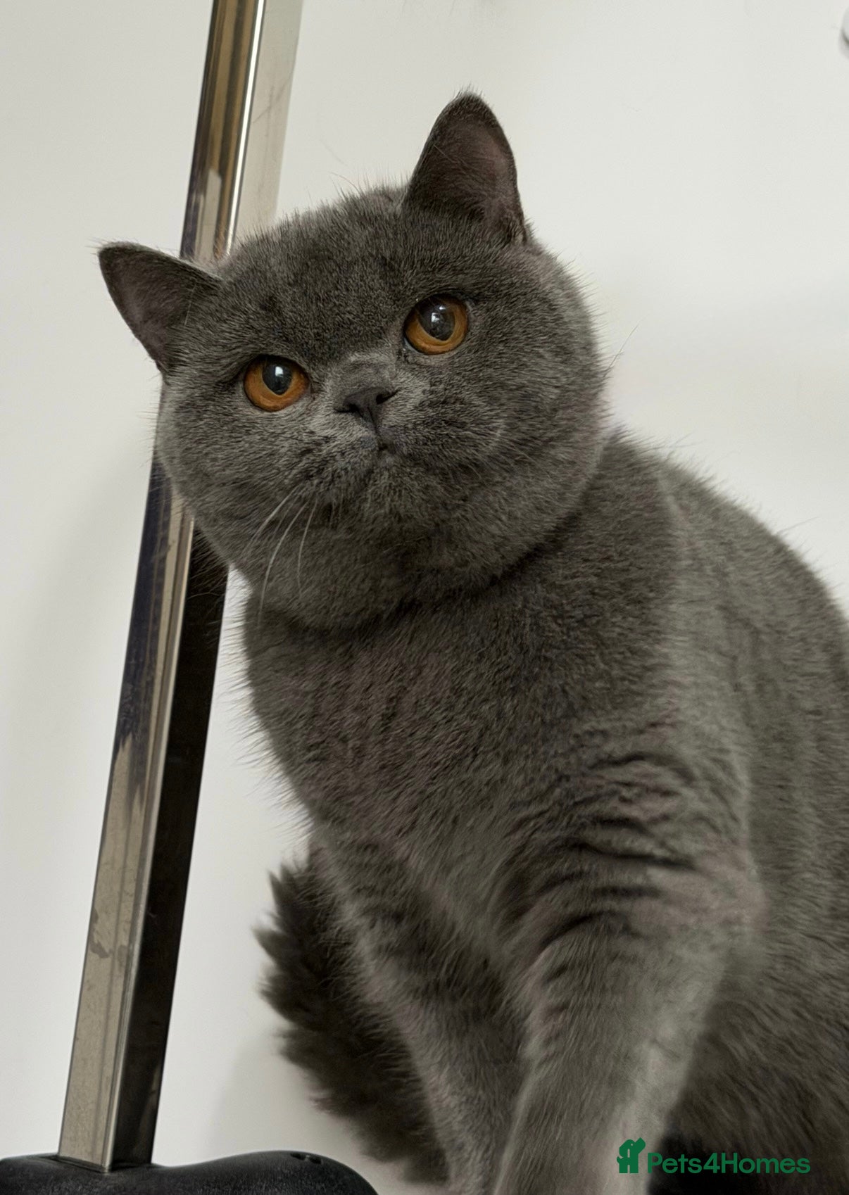 British Shorthair cats Blue girl available  - Advert 2