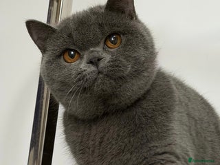 British Shorthair cats Blue girl available - Advert 2