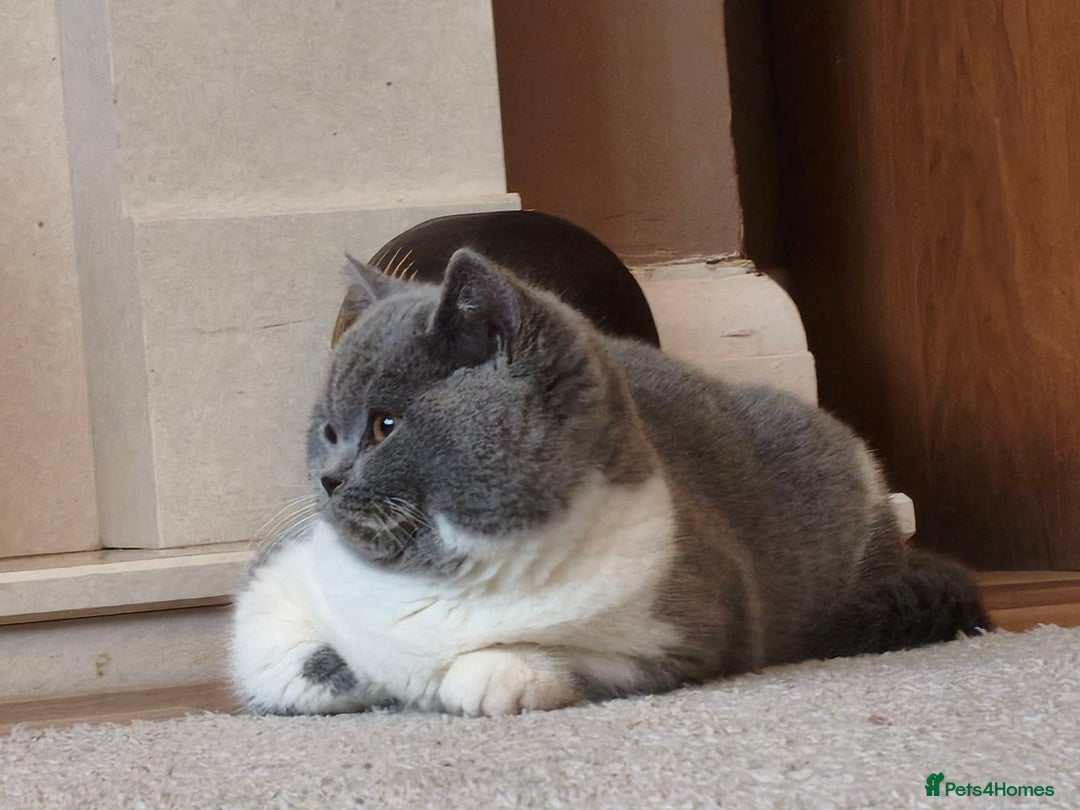 British Shorthair cats for sale: British shorthair - Advert 10