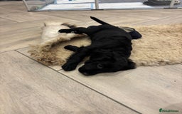 Cocker Spaniel dogs for sale: KC registered cocker spaniels - Image 8