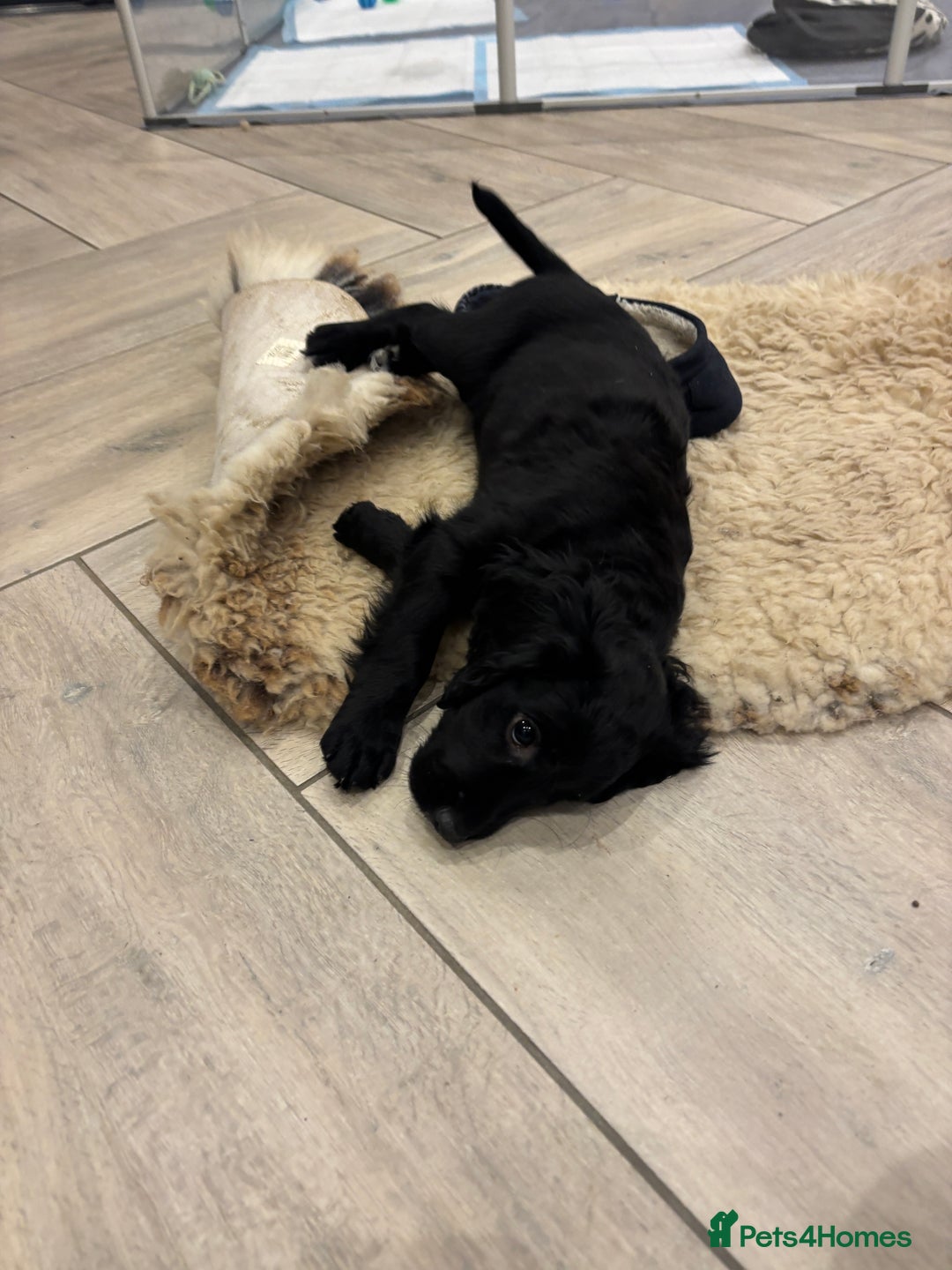 Cocker Spaniel dogs for sale: KC registered cocker spaniels - Image 8