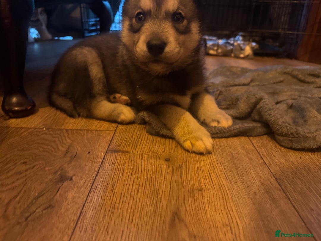 Siberian Husky dogs for sale: Siberian Husky puppies 3 girls 1 boy - Advert 7