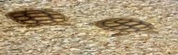 Tortoise reptiles for sale: Baby Sulcata Hatchlings - Advert 2