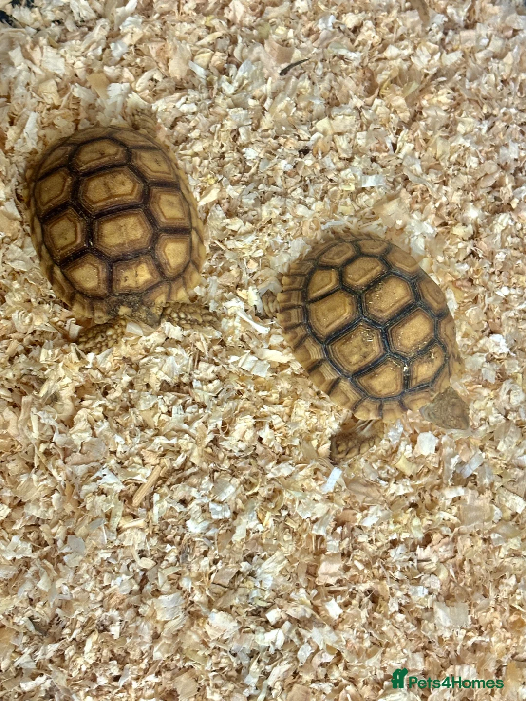 Tortoise reptiles for sale: Baby Sulcata Hatchlings - Advert 2