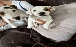 Jack Russell dogs for sale: Ready to leave beautiful female Jack Russel  - Image 4