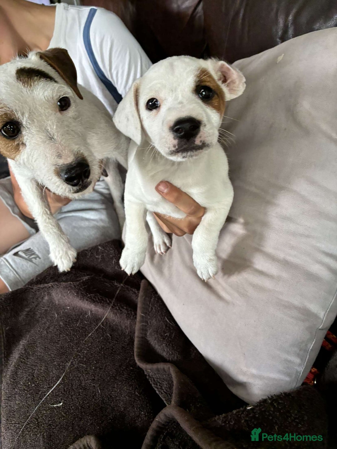 Jack Russell dogs for sale: Ready to leave beautiful female Jack Russel  - Image 4