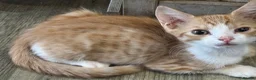 Domestic Shorthair cats for sale: Kittens  - Advert 1