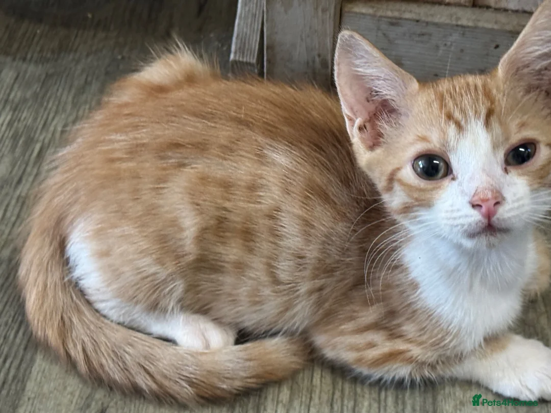 Domestic Shorthair cats for sale: Kittens  - Advert 1