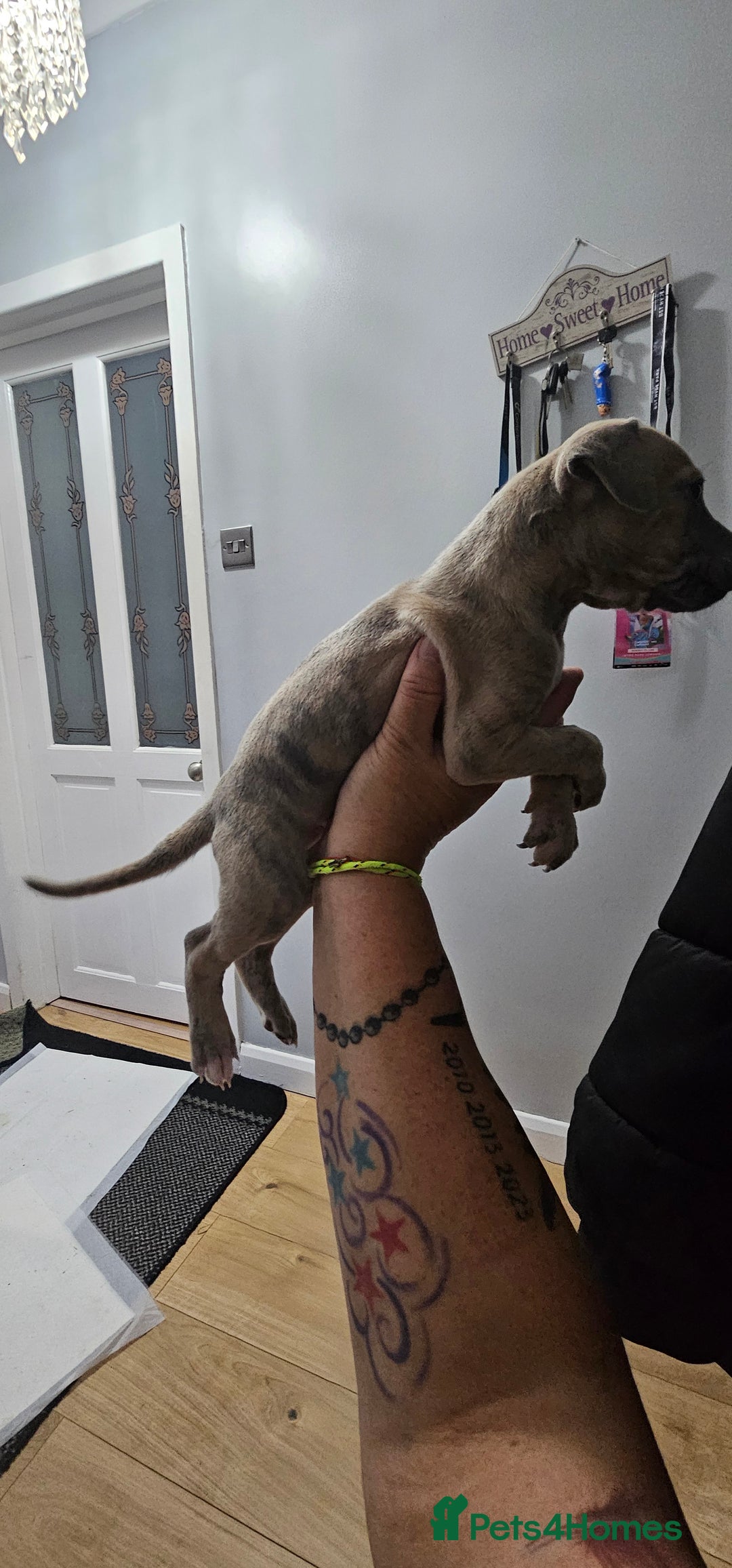 Whippet dogs for sale: Whippet puppies  - Image 2
