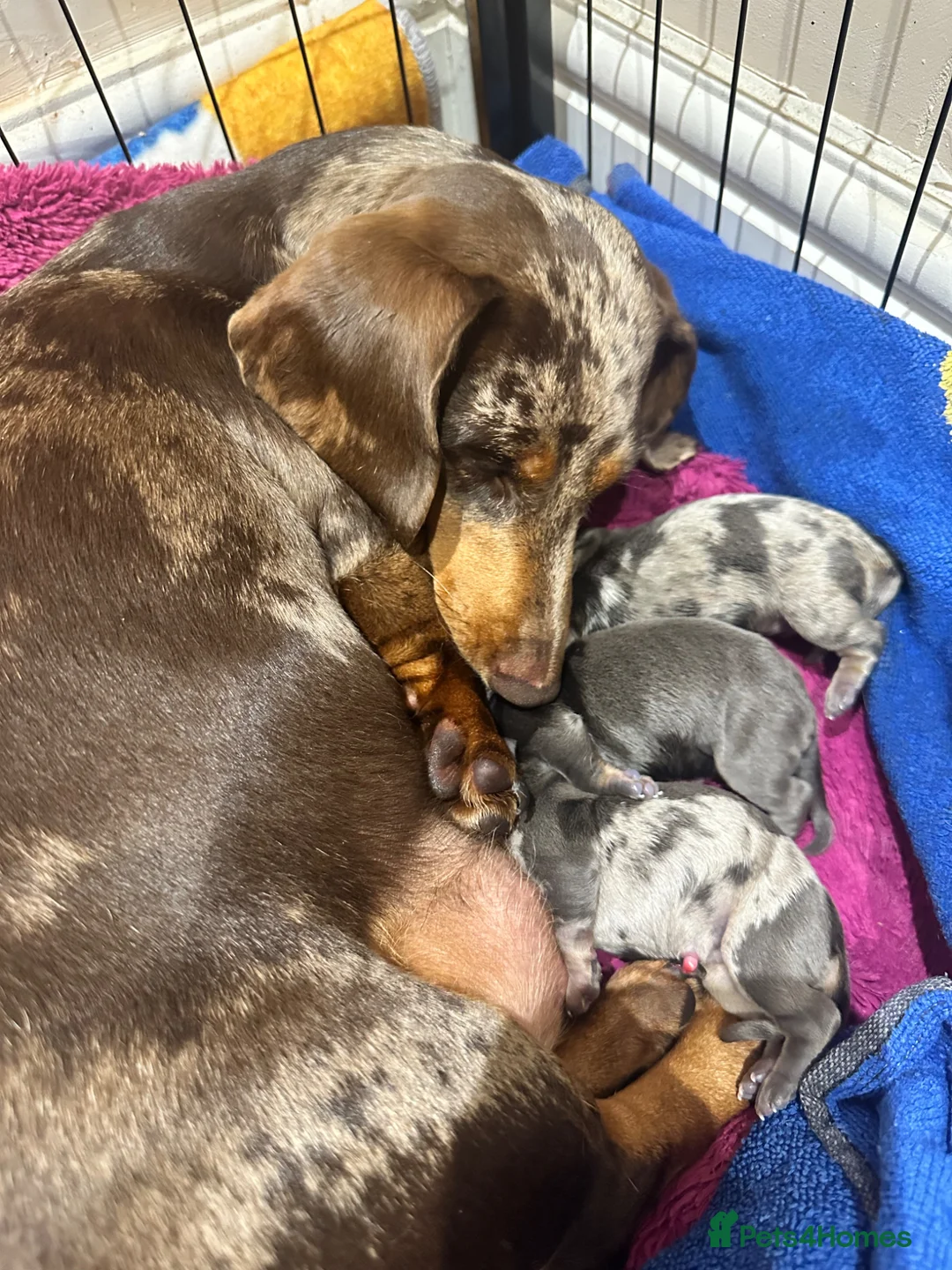 Miniature Dachshund dogs for sale: Gorgeous minature dachshund 4 boys 3 girls in Cheltenham - Advert 2