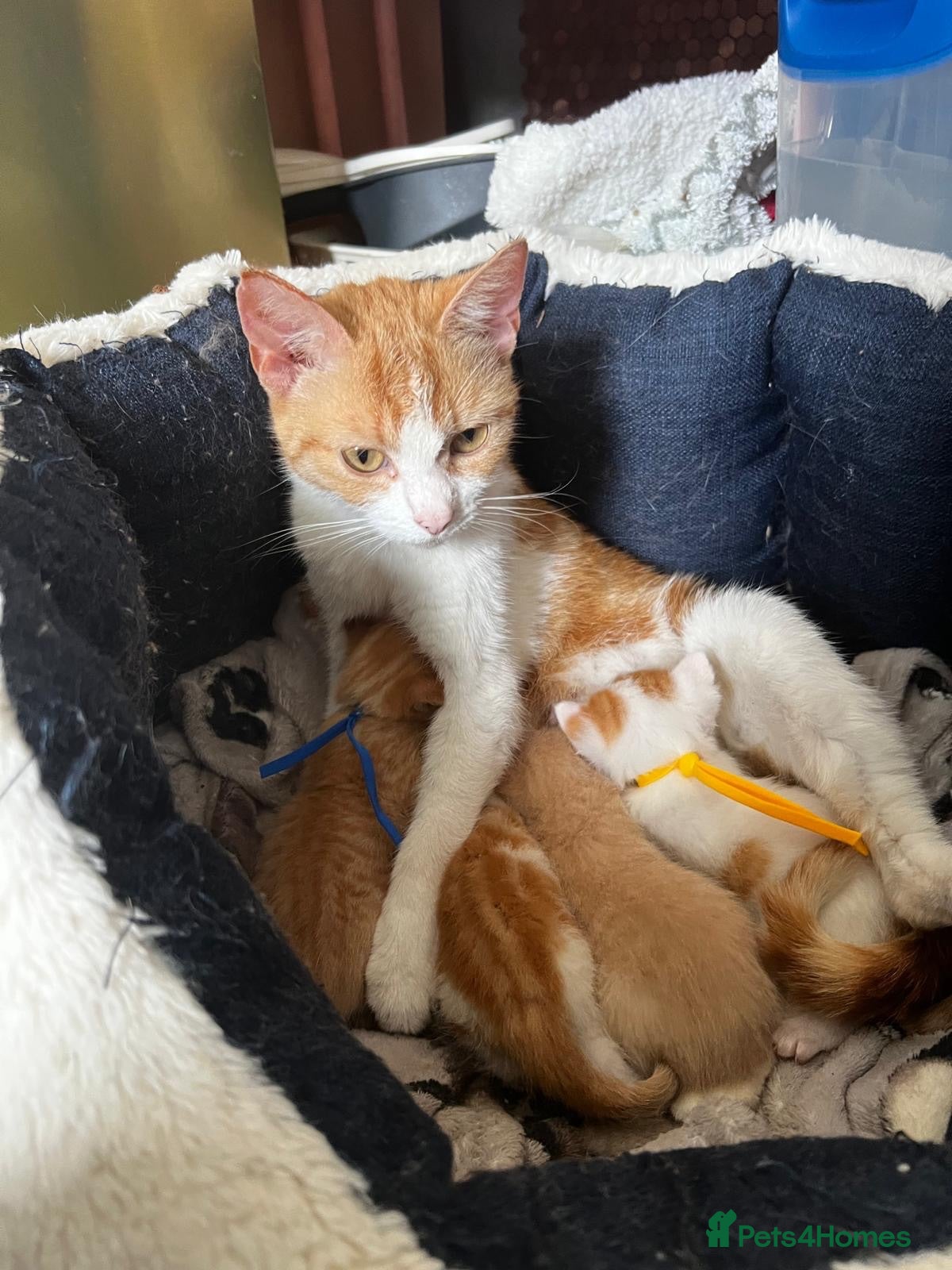 Mixed Breed cats 3 lovely ginger and ginger & white bots kittens  - Advert 1