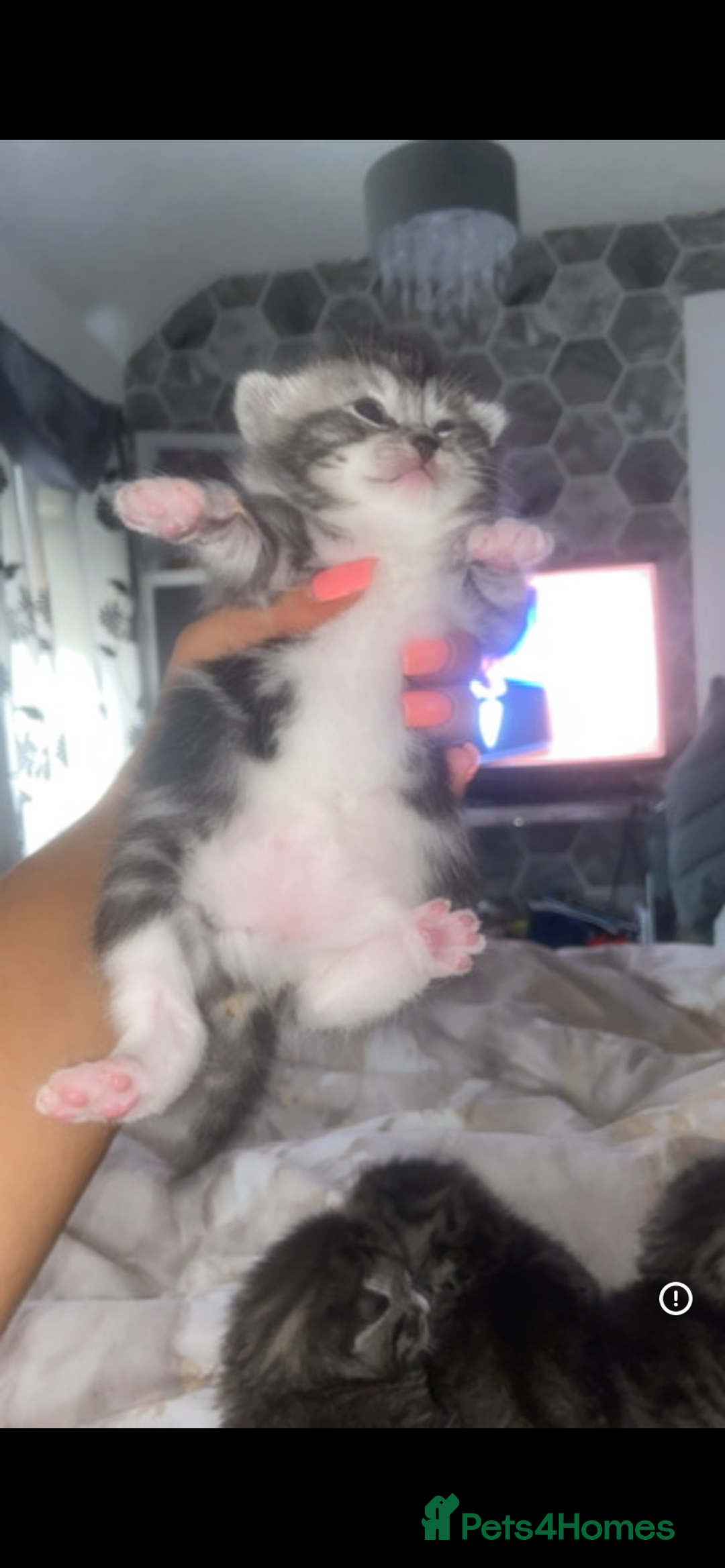 Bengal cats for sale: 4 x Beautiful Bengal Mixed Babies - Advert 4