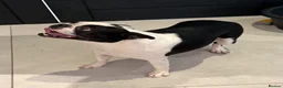 Boston Terrier dogs for sale: Boston Terrier female  - Advert 2