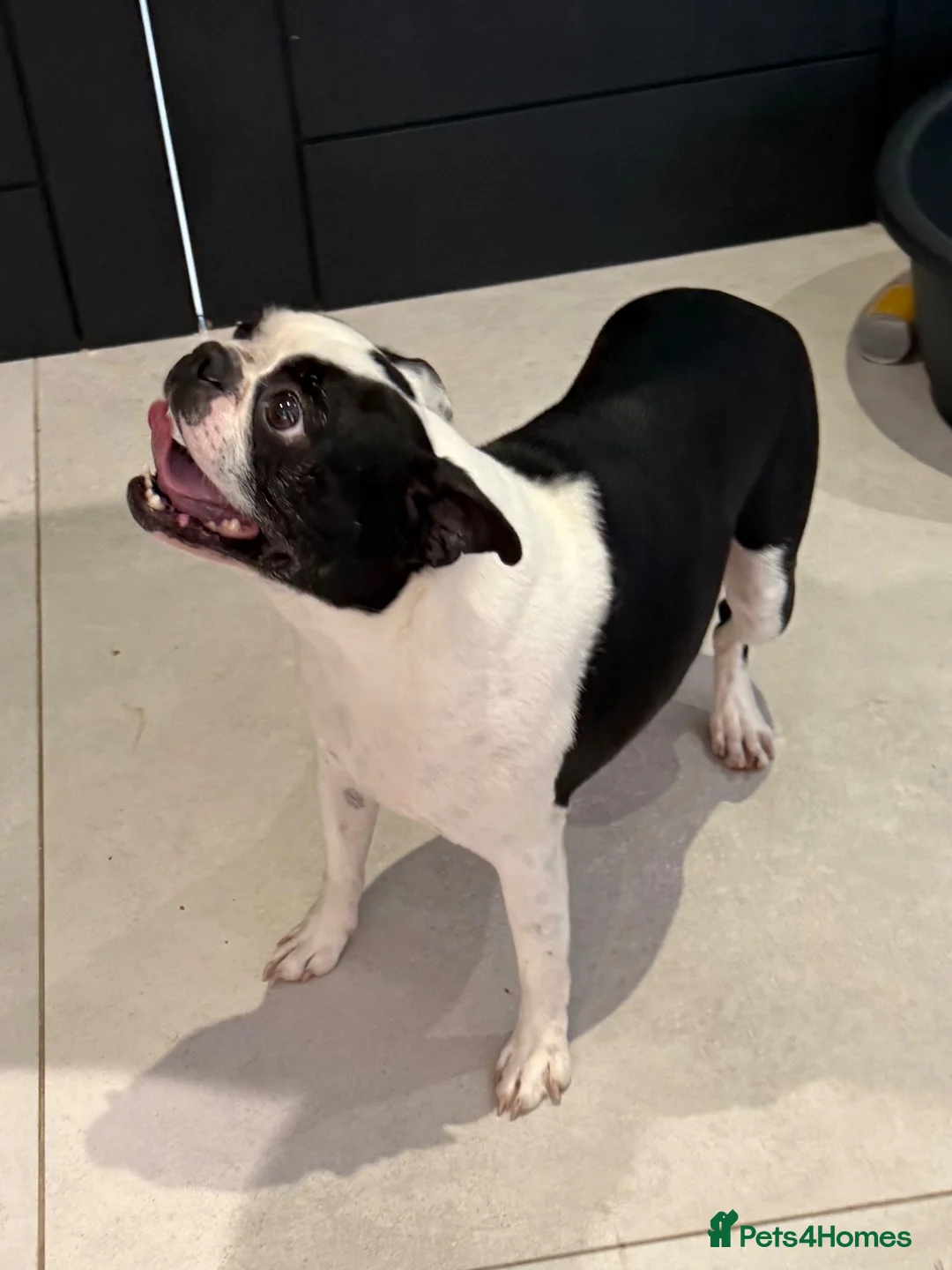 Boston Terrier dogs for sale: Boston Terrier female  - Advert 2