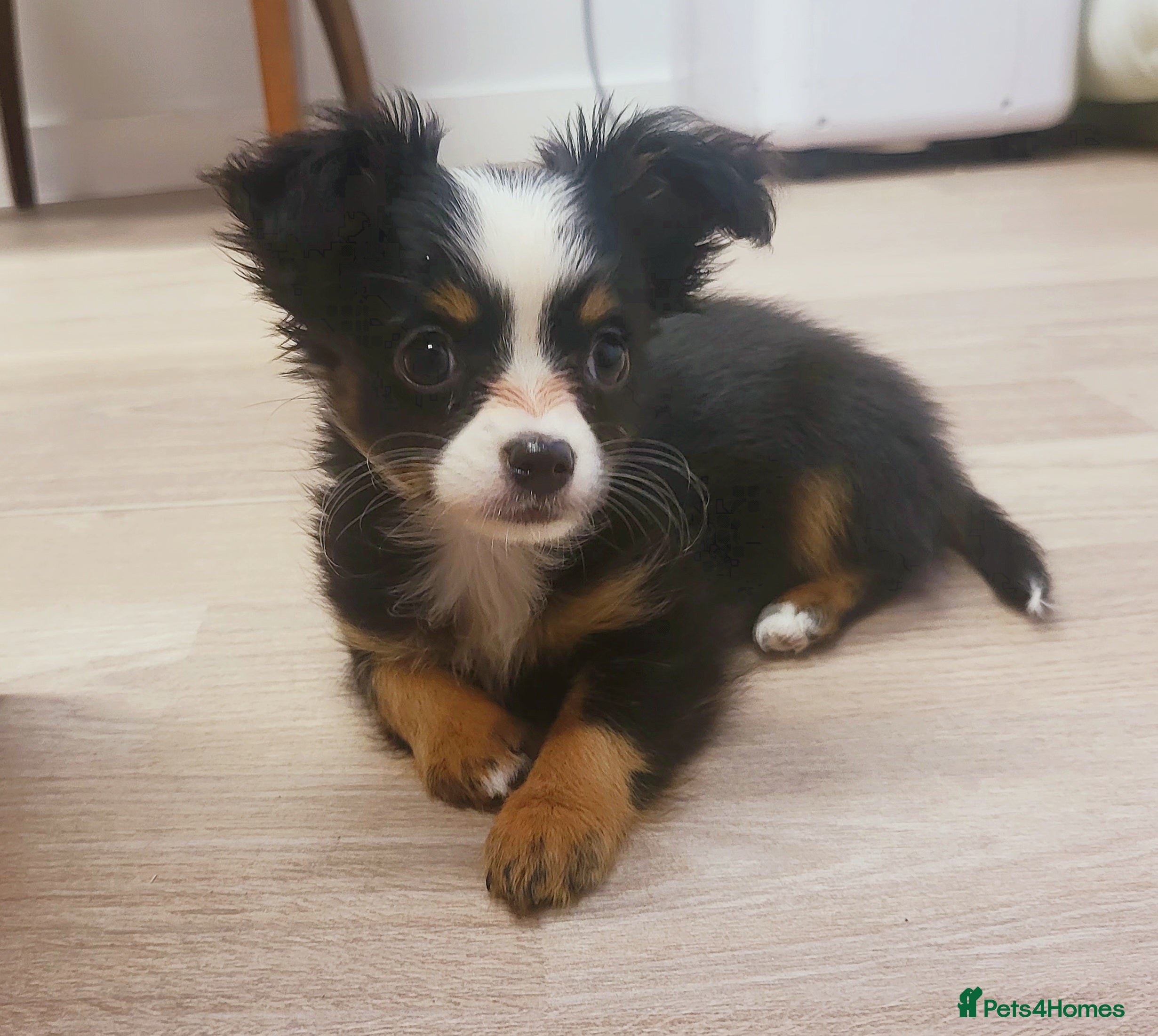 Chihuahua dogs Chihuahua long-haired female  - Advert 2