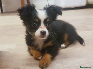 Chihuahua dogs Chihuahua long-haired female - Advert 2