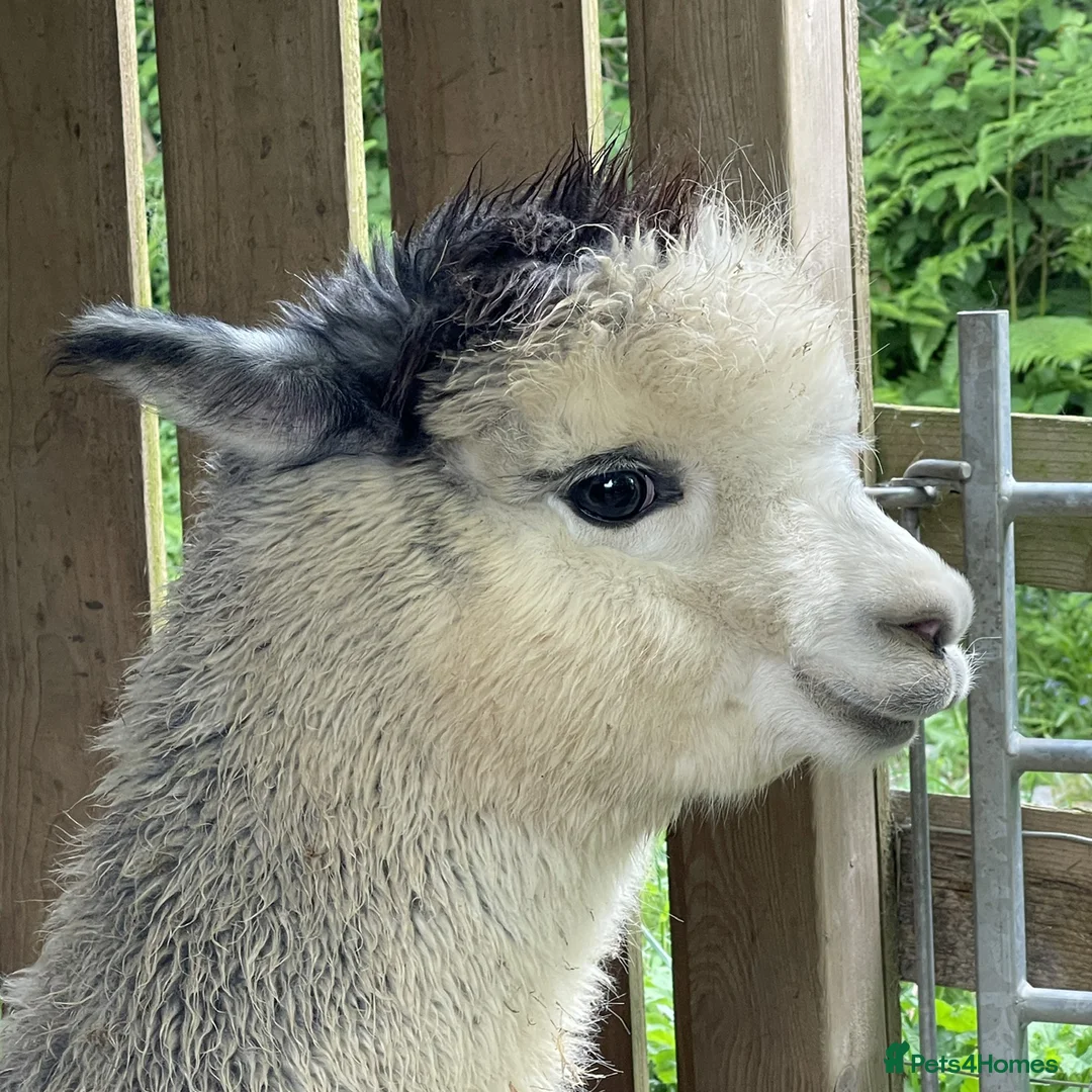 Alpaca livestock for sale: Silver Grey Male Alpaca  - Advert 3