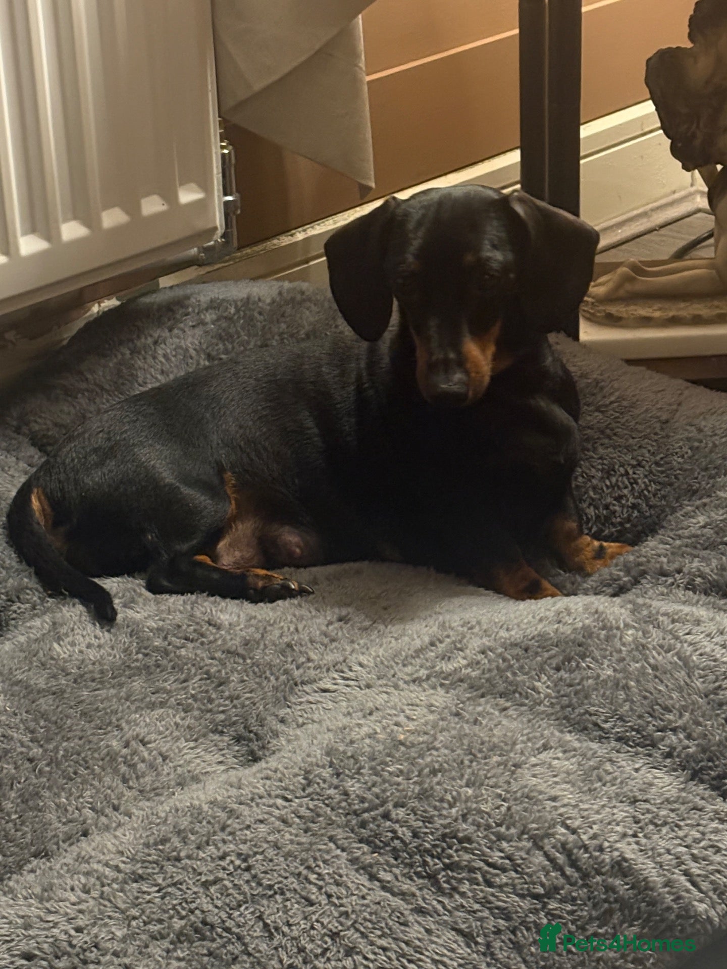 Miniature Dachshund dogs One minature female available for forever home - Advert 16