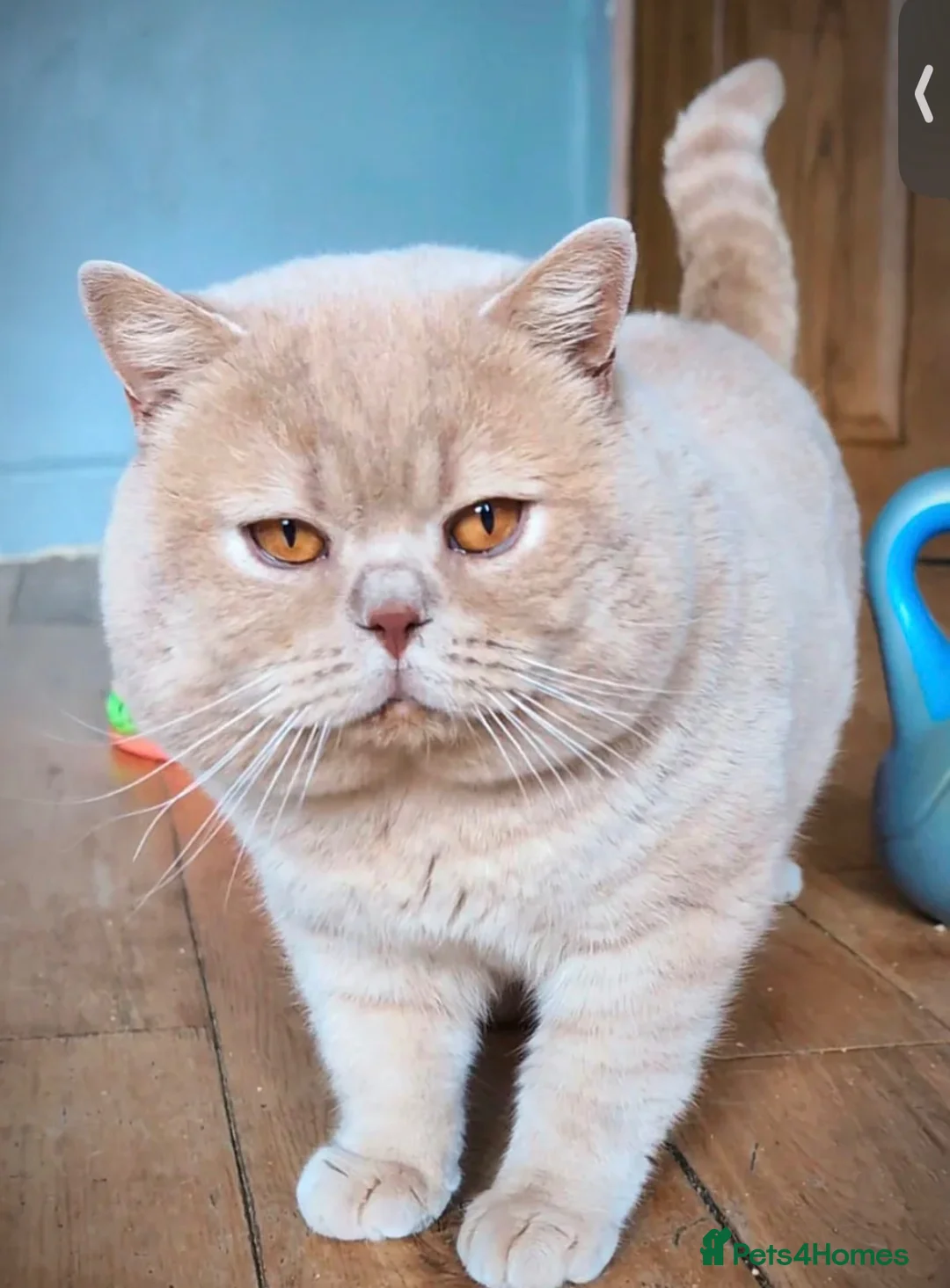 British Shorthair cats for sale:     British Shorthair Kittens  - Advert 2