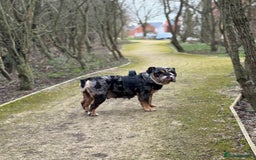 English Bulldog dogs for sale: Black Tri/ Merle Female English bulldog  - Image 2