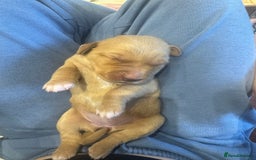 Labrador Retriever dogs for sale: Fox Red litter born 5th August - Image 24