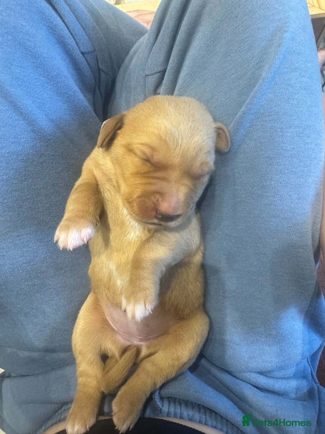 Labrador Retriever dogs for sale: Fox Red litter born 5th August - Image 24