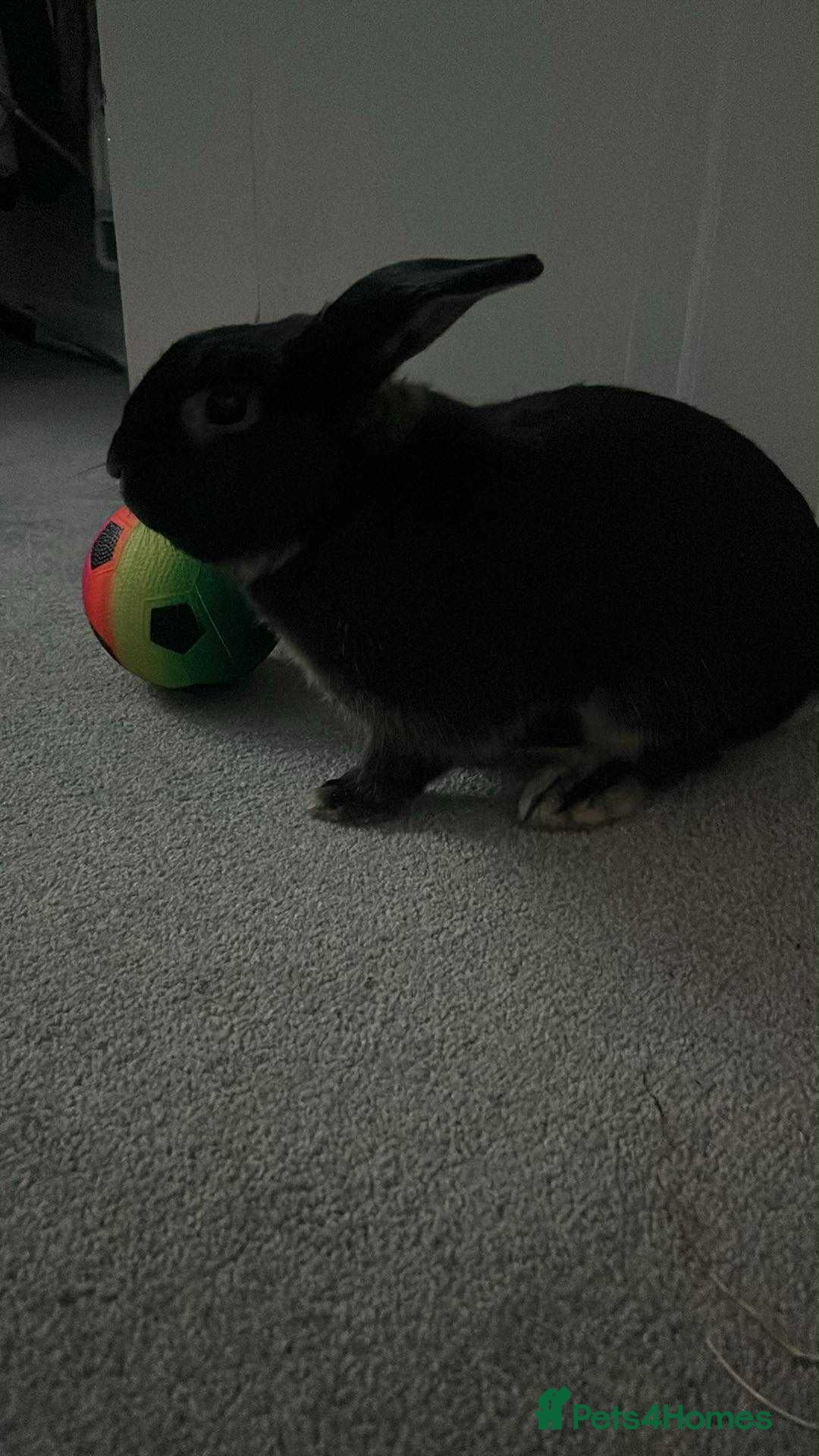 English rabbits for sale: Male rabbit (Bambie) - Advert 3