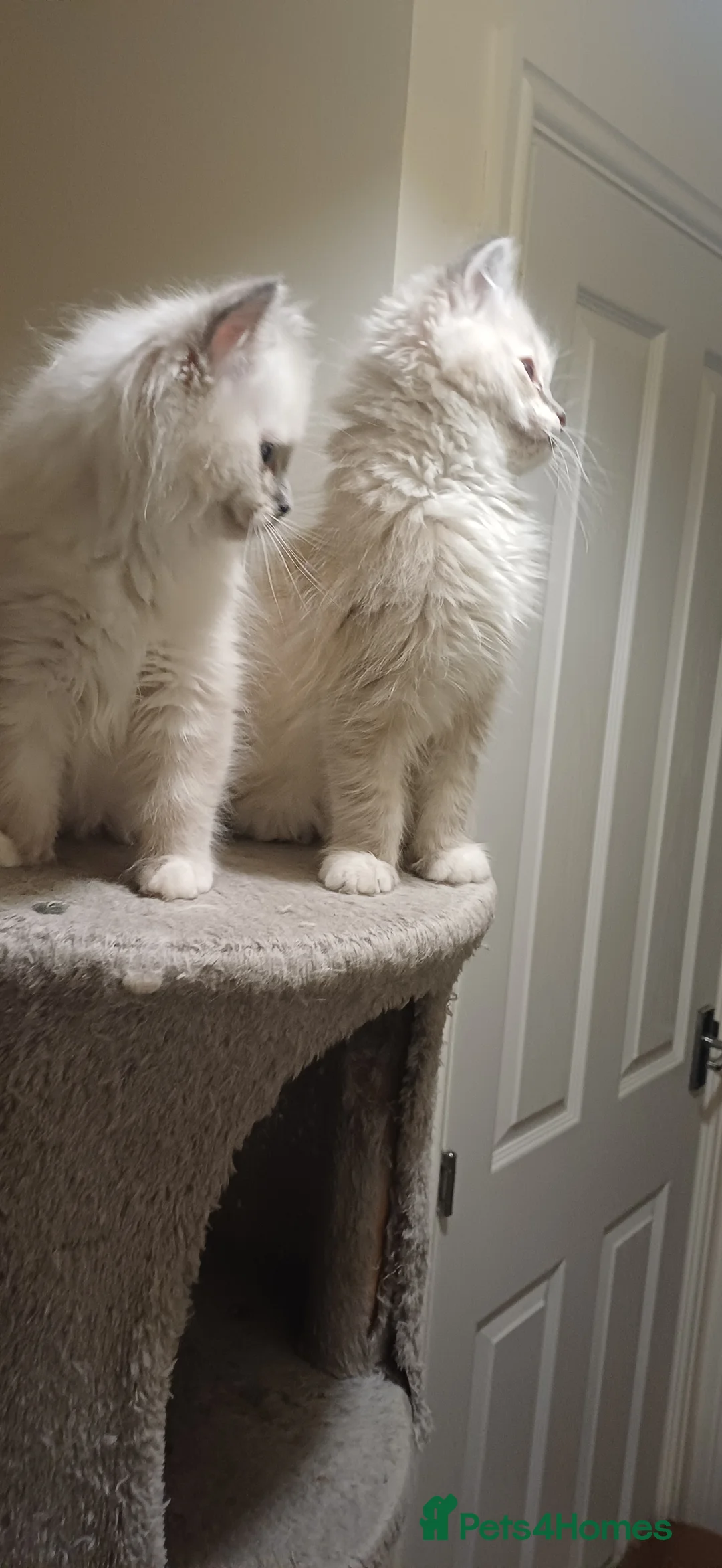 Ragdoll cats for sale: Beautiful litter available  - Advert 12