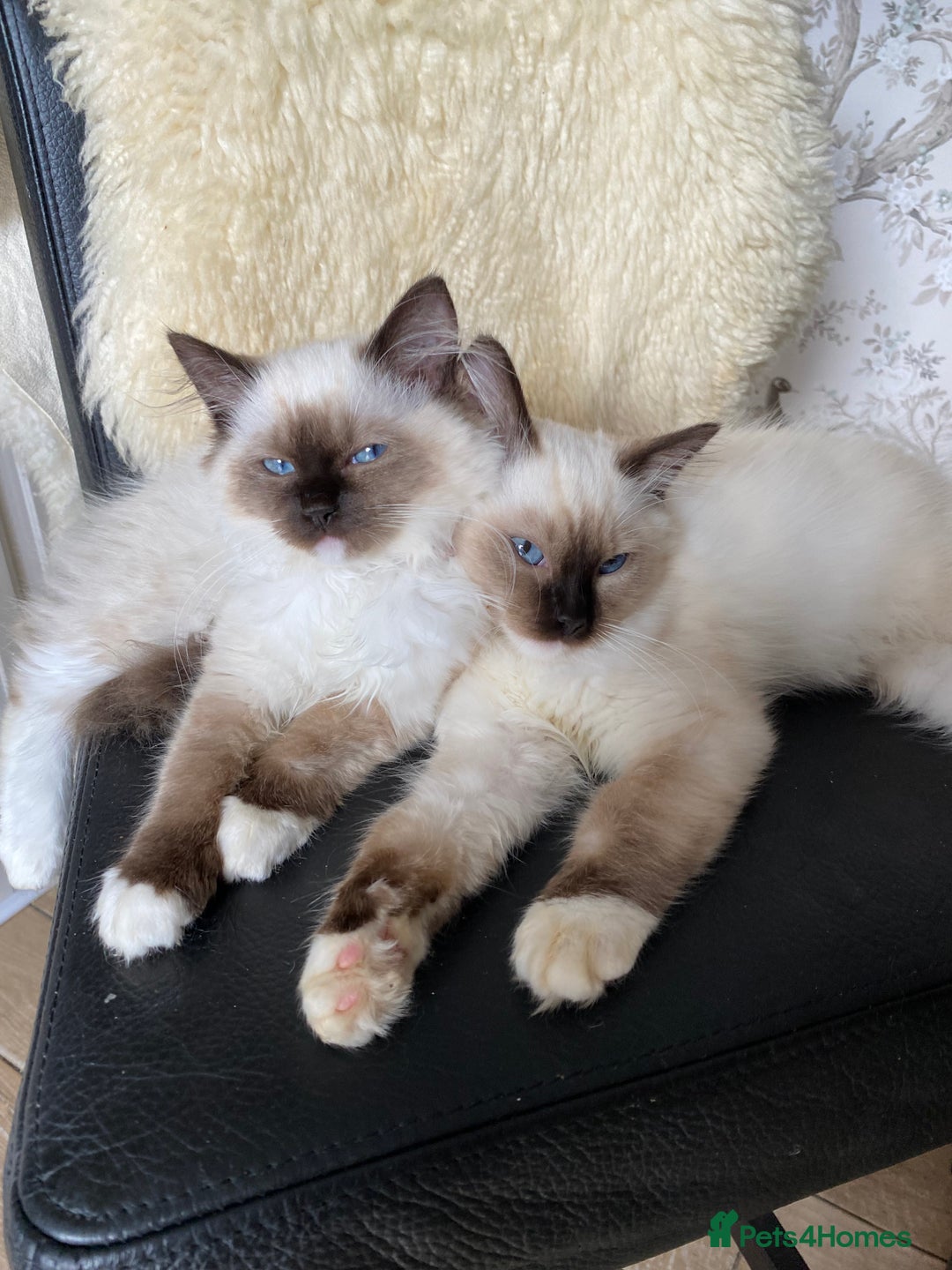 Ragdoll cats for sale: Ragdoll Kittens - Image 1