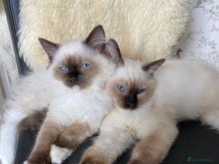 Ragdoll cats - Advert 7